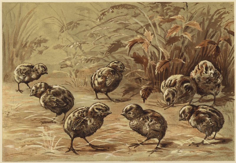 Äiti pelto (litho) tekijältä N. Parker