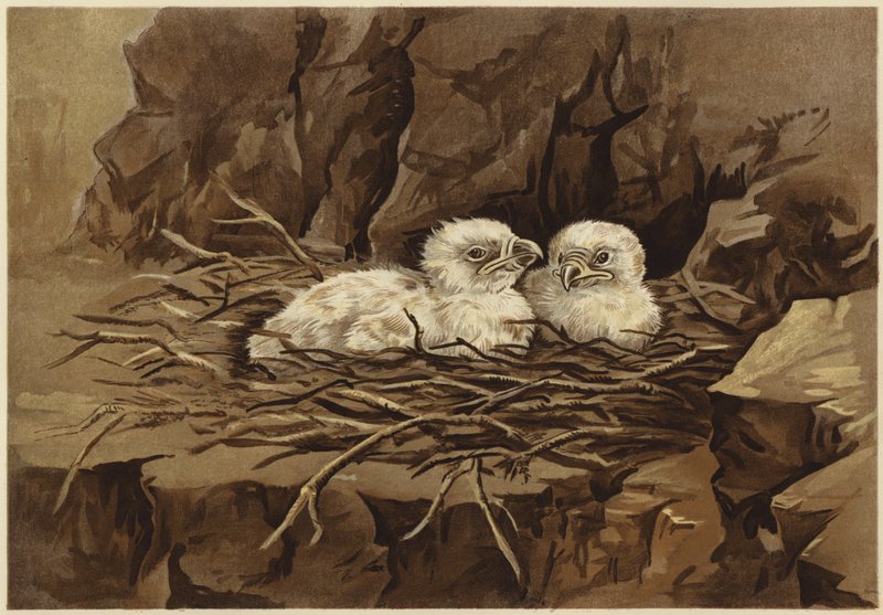Kotkan eyrie (litho) tekijältä N. Parker