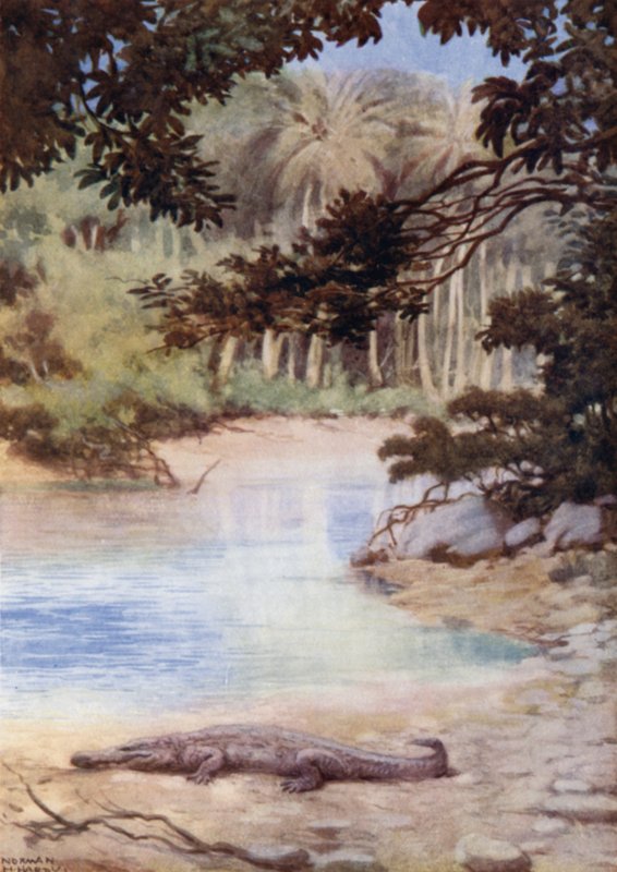 Krokotiilin koti, Brittiläiset Salomonsaaret (väri litho) tekijältä Norman Hardy