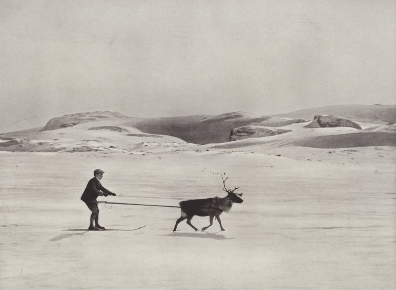 Ski-ajoa poron kanssa vuorilla tekijältä Norwegian Photographer