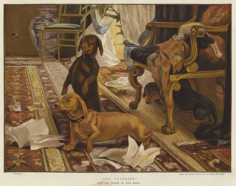 Kolme mäyräkoiraa tuolin ympärillä olohuoneessa (väri litho) tekijältä Otto Weber