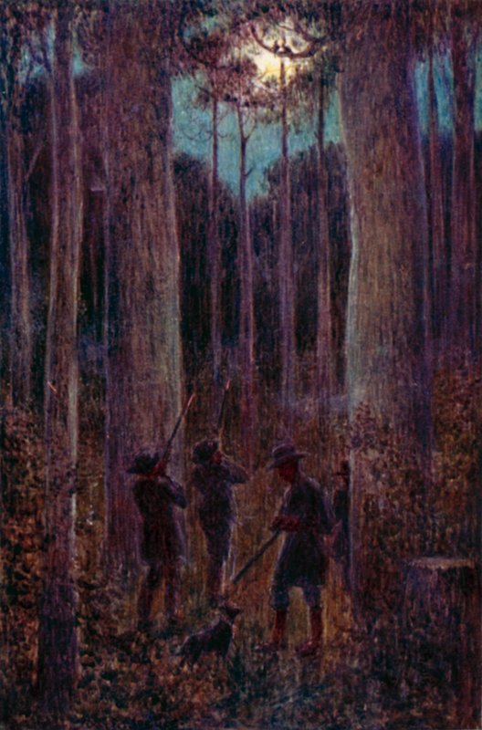 Australian metsä yöllä, "kuussaavat" opossumit (värilitho) tekijältä Percy F.S. (after) Spence