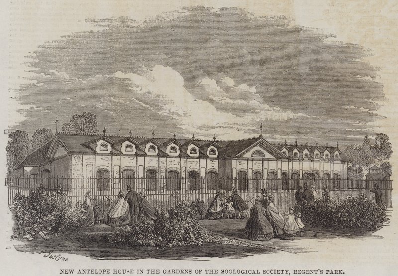 Uusi antilooppitalo Zoological Societyn puutarhoissa, Regent