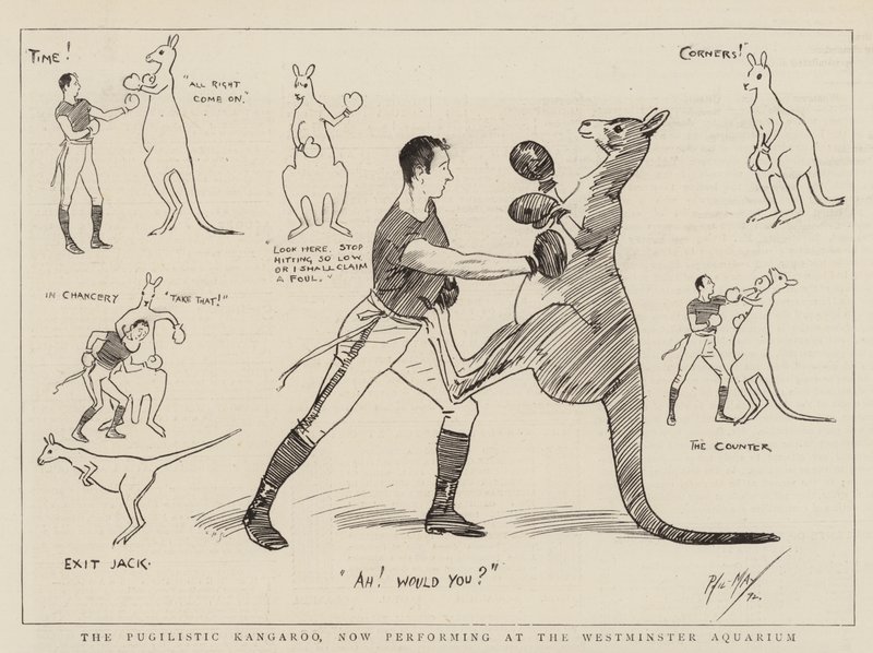 Pugilistic Kangaroo, joka esiintyy nyt Westminster Aquariumissa tekijältä Phil May