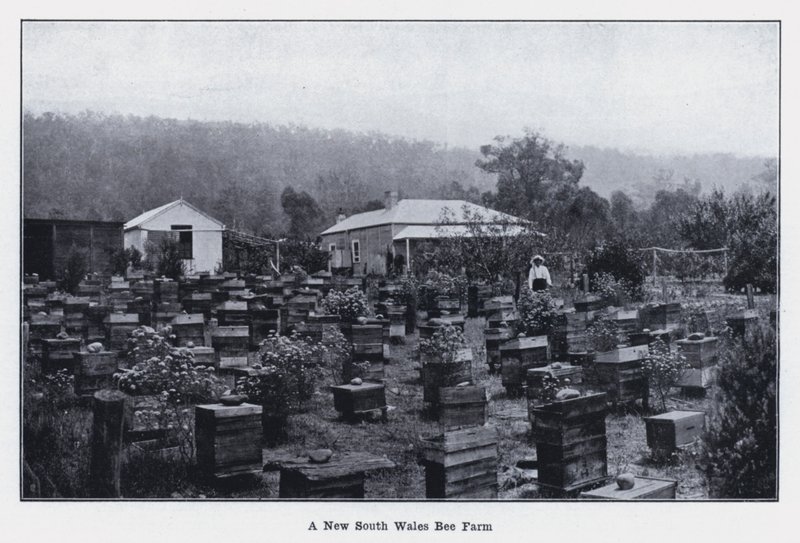 A New South Wales Bee Farm (m/w kuva) tekijältä Photographer Australian