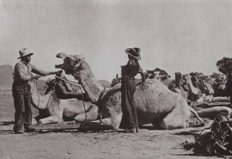 Kamelitiimit, joissa aboriginaalit vastaavat, tarjoavat syrjäisiä virkoja Keski-Australiassa (m/v kuva) tekijältä Photographer Australian