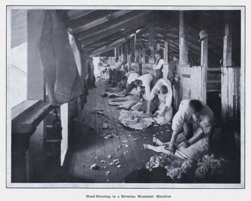 Käsinleikkaus Riverina Woolshedissa, Merribee (m/v kuva) tekijältä Photographer Australian