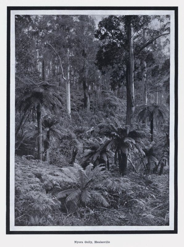 Nyora Gully, Healesville (m/v kuva) tekijältä Photographer Australian