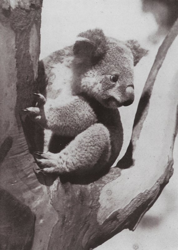 Ainutlaatuinen Koala tai Native Bear (m/w kuva) tekijältä Photographer Australian