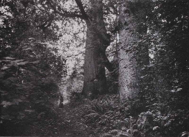 Forest Giants, Stanley Park, Vancouver (m/w kuva) tekijältä Photographer Canadian