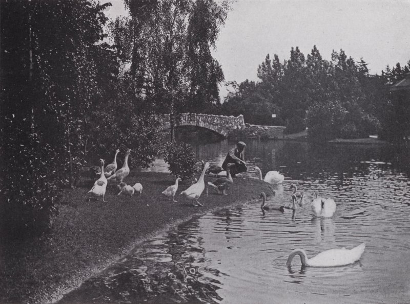 Lake, Beacon Hill Park, Victoria, Brittiläinen Kolumbia (m/w kuva) tekijältä Photographer Canadian