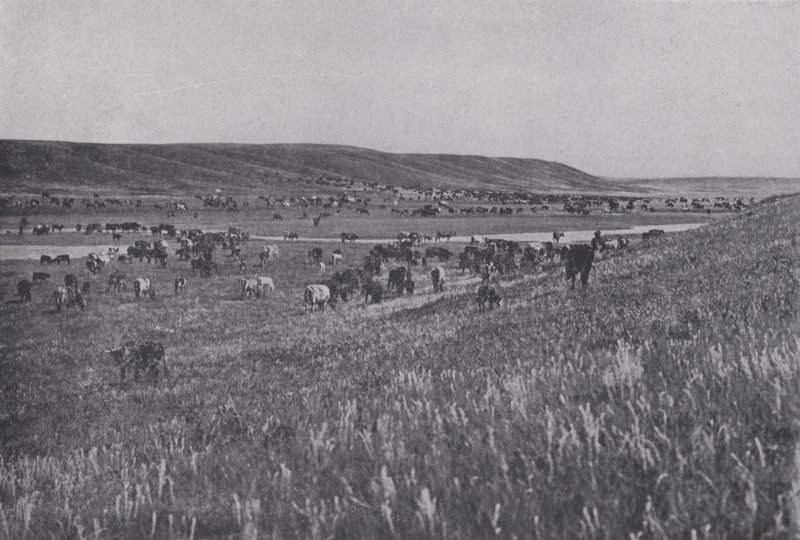 Range Cattle on the Rolling Uplands of Alberta (m/w kuva) tekijältä Photographer Canadian