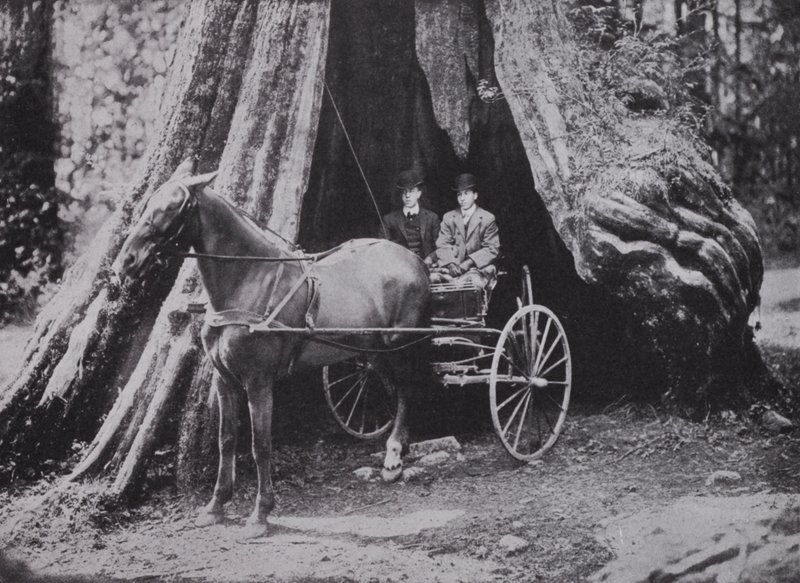 The Big Tree, Stanley Park, Vancouver (m/w kuva) tekijältä Photographer Canadian