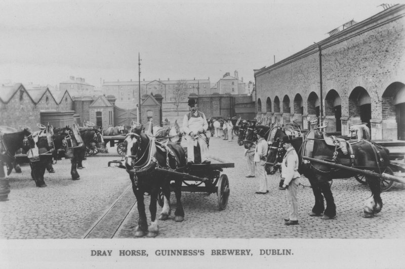 Dray horse, Guinness Brewery, Dublin, Irlanti (m/w kuva) tekijältä Photographer Irish