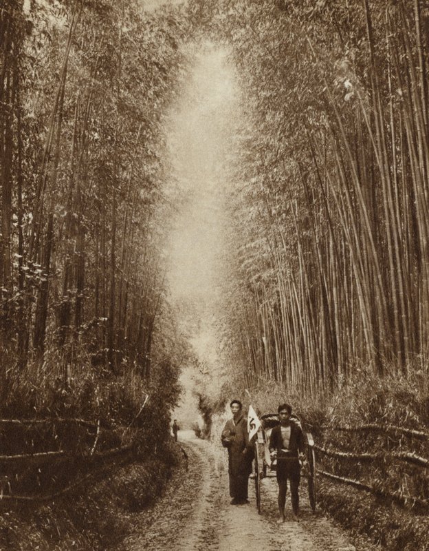 Bamboo Grove, Japani (m/w kuva) tekijältä Photographer Japanese