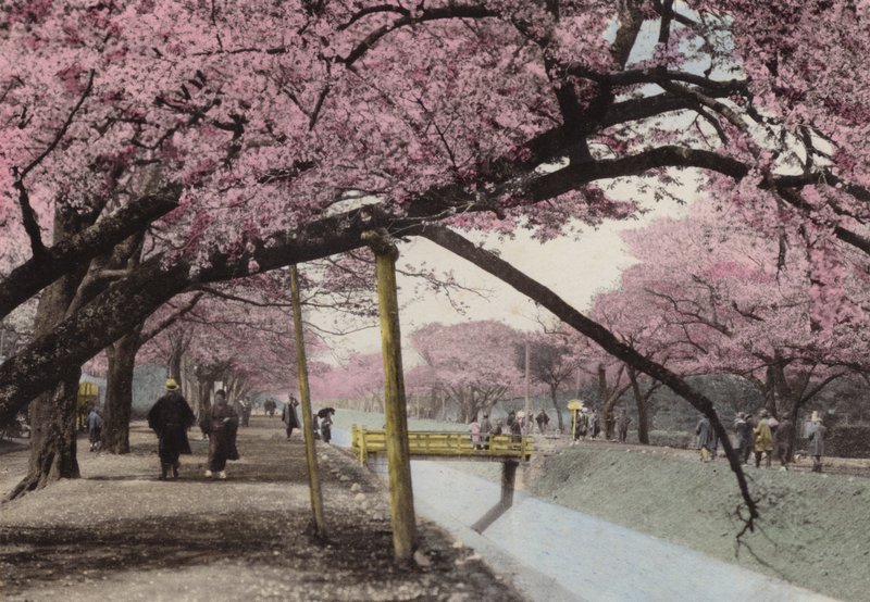 Japani, n. 1912: Kirsikankukka Koganeissa Tokion lähellä (kuva) tekijältä Photographer Japanese