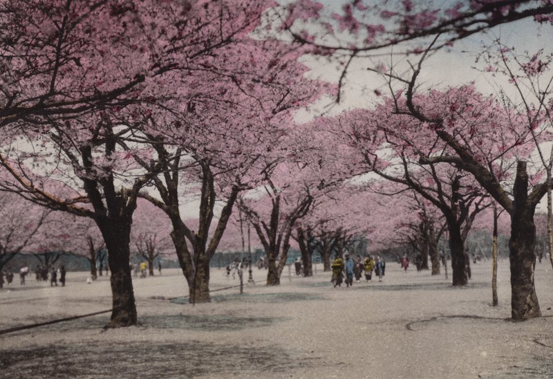 Japani, n. 1912: Kirsikankukka Uyeno Parkissa, Tokio (kuva) tekijältä Photographer Japanese