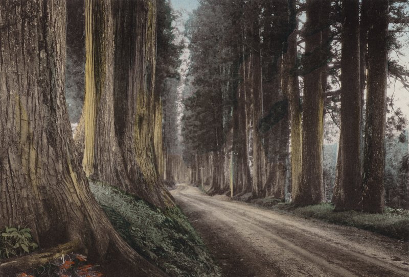 Japani, n. 1912: Cryptomeria Road, Nikko (kuva) tekijältä Photographer Japanese