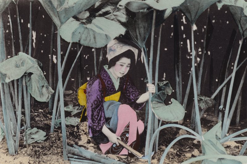 Japani, n. 1912: Valtava suo-raparperi, villikasvi, Akita (kuva) tekijältä Photographer Japanese