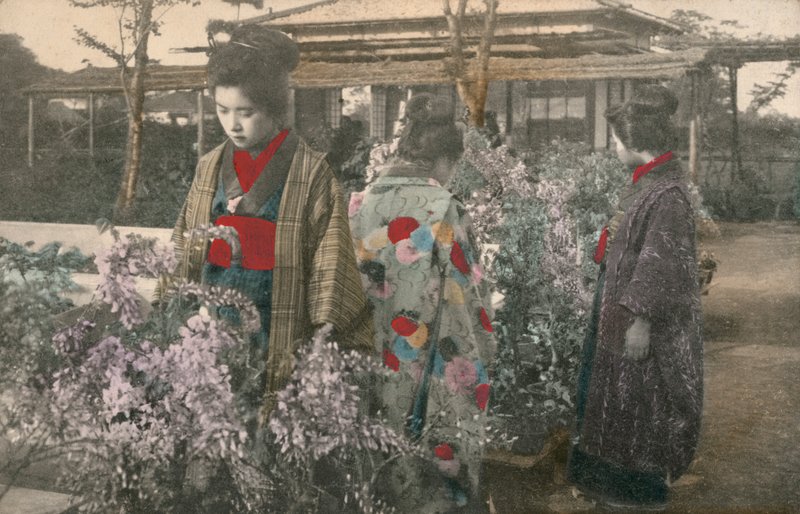 Japanilaiset naiset wisteriakasveilla (värillinen kuva) tekijältä Photographer Japanese