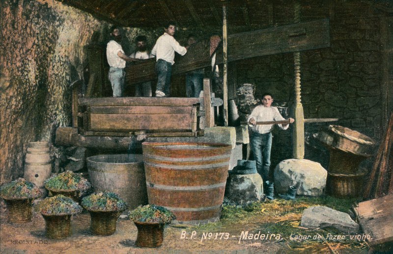 Viinipuristin, Madeira, Portugali (s/w-kuva) tekijältä Photographer Portuguese