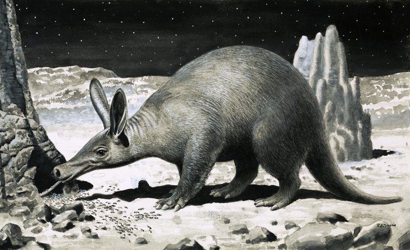Aardvark tekijältä R.B. Davis