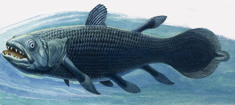 Coelacanth tekijältä R.B. Davis