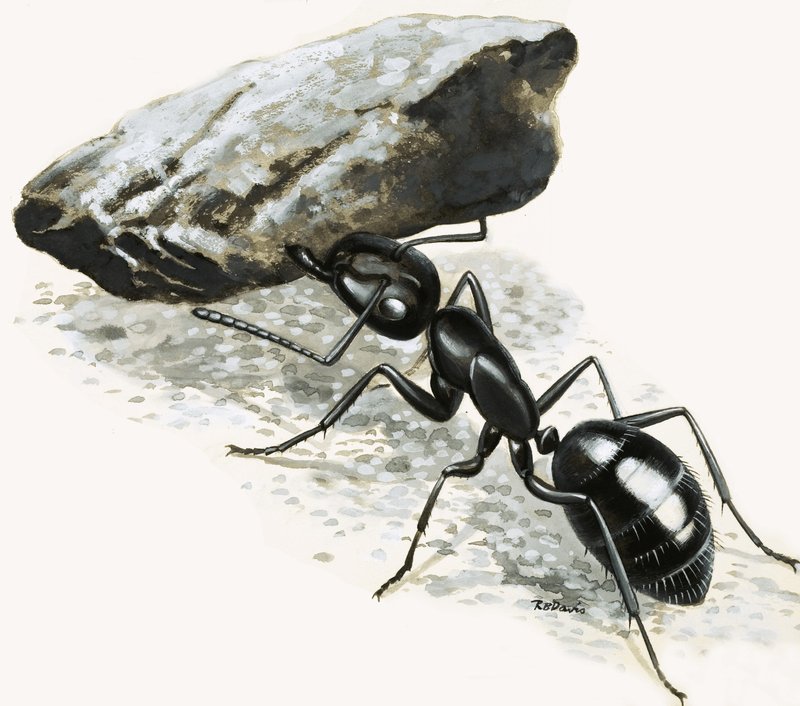Pieniä hirviöitä: Mighty Ant tekijältä R.B. Davis