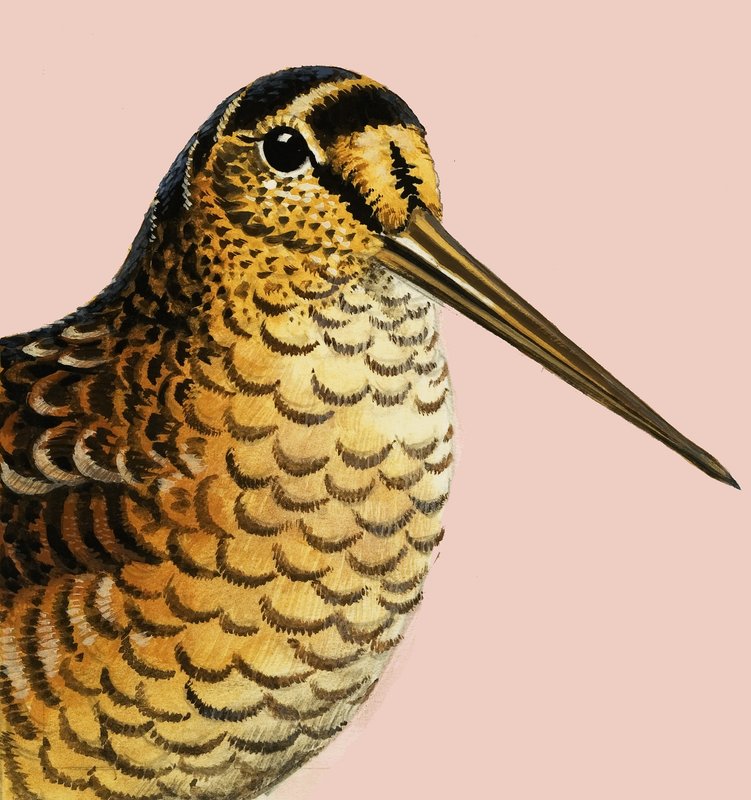 Luontoa katsomalla: Woodcock tekijältä R.B. Davis