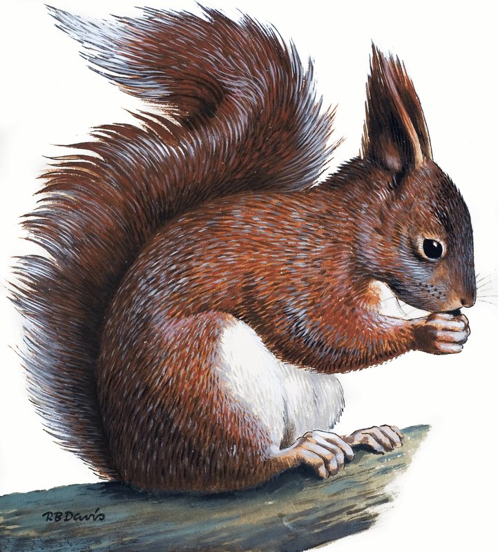 Punainen orava (guassi paperille) tekijältä R.B. Davis