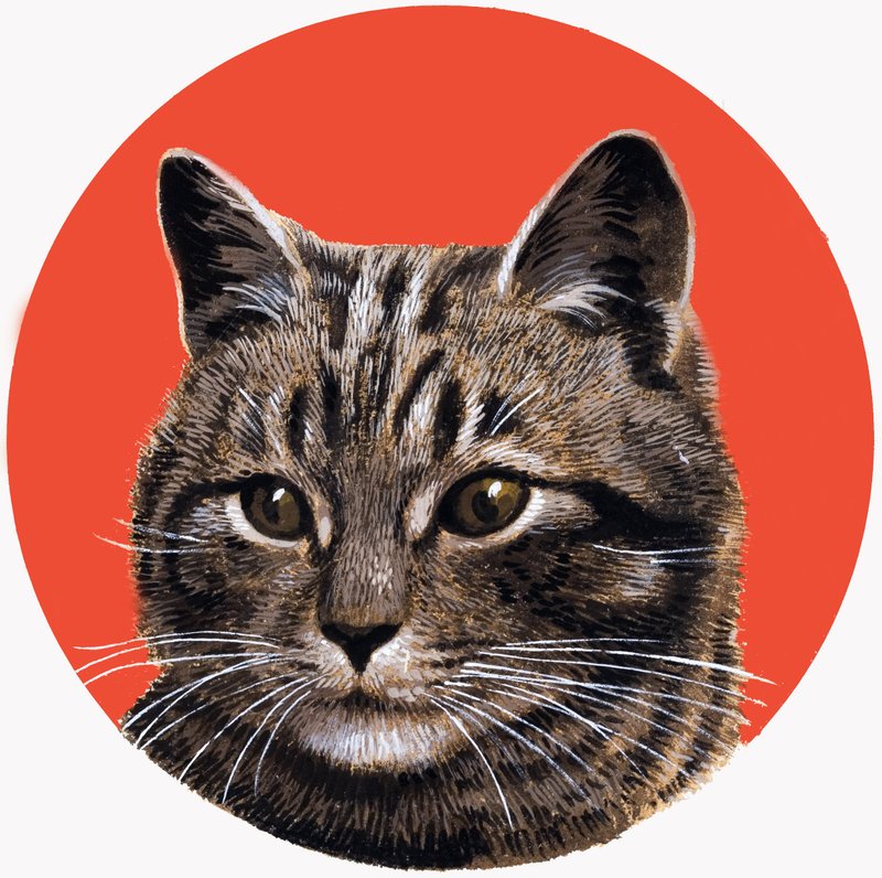 Tabby-kissa, sarjasta 