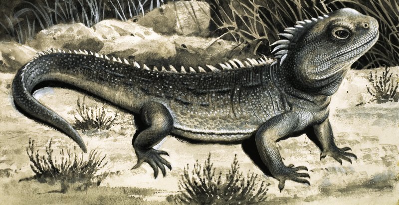 Tuatura tekijältä R.B. Davis