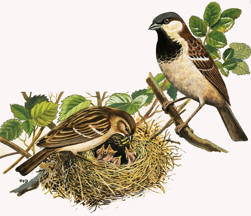 Tunnistamattomat linnut ruokkii poikasia tekijältä R.B. Davis