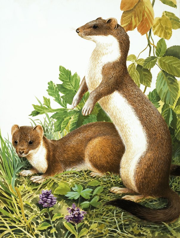Weasels tekijältä R.B. Davis