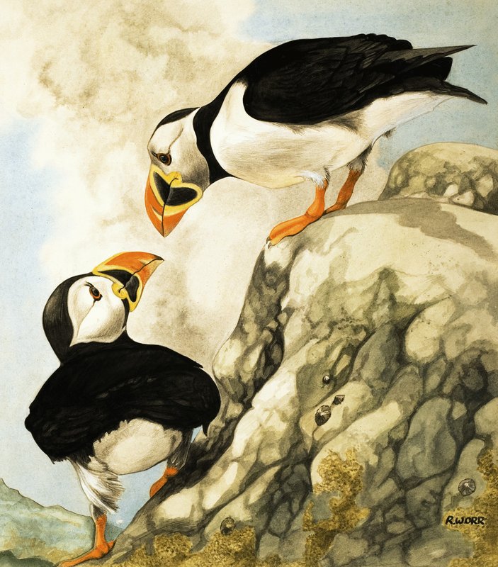 Puffin tekijältä R. Worr