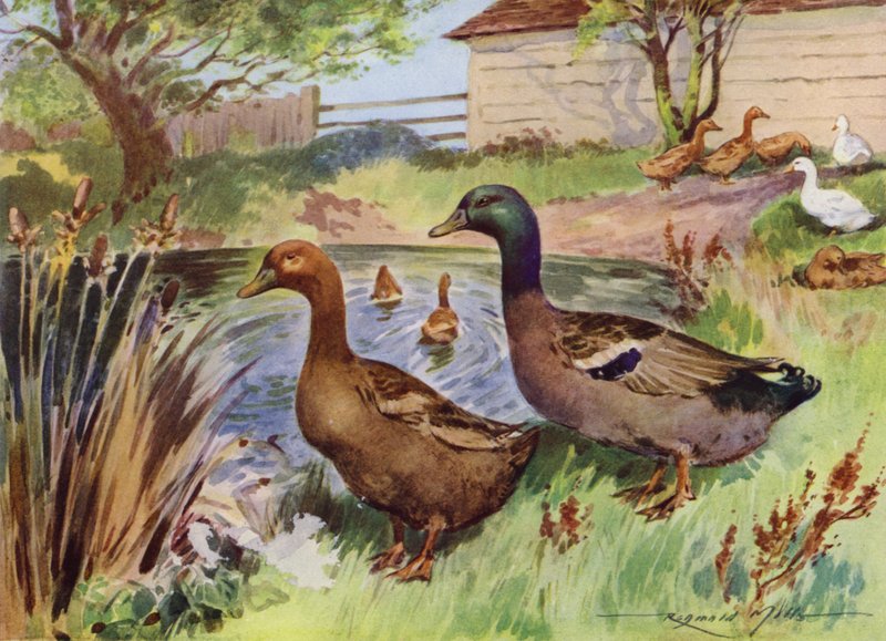 Kuvitus My Farm (väri litho) tekijältä Reginald Mills