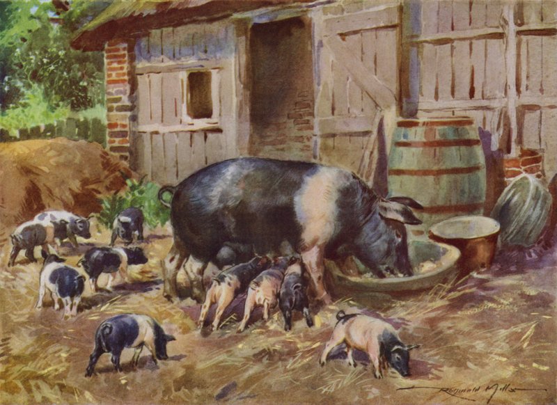 Kuvitus My Farm (väri litho) tekijältä Reginald Mills