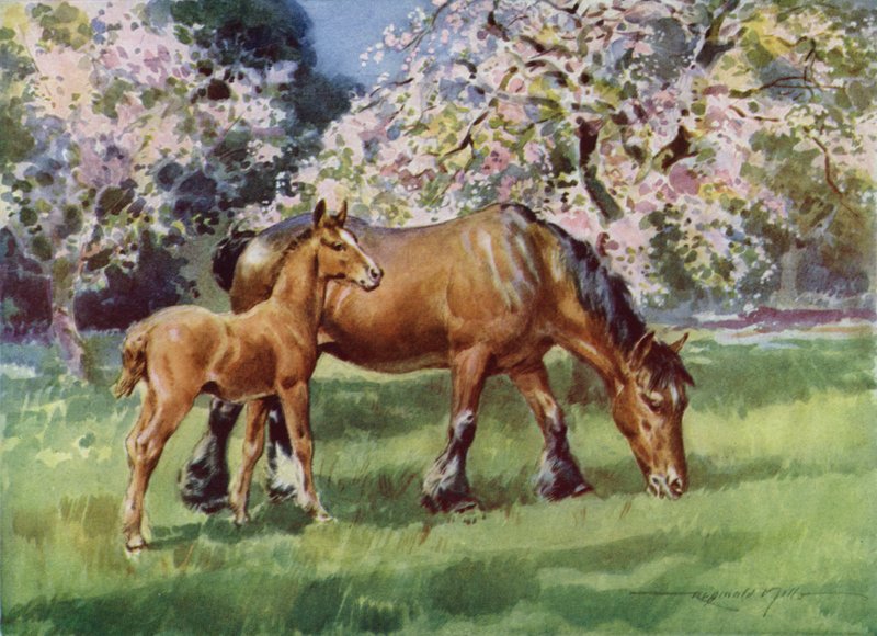 Kuvitus My Farm (väri litho) tekijältä Reginald Mills