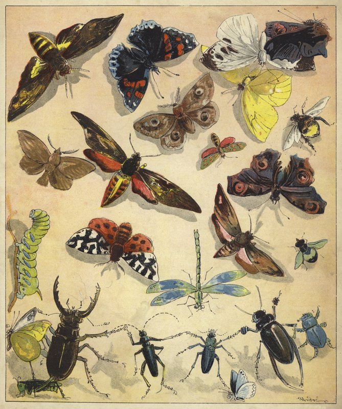 Hyönteiset (chromolitho) tekijältä Richard Andre