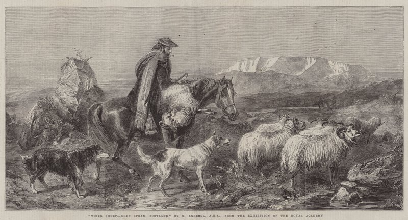 Väsynyt lammas, Glen Spean, Skotlanti, Royal Academy -näyttelystä. tekijältä Richard Ansdell