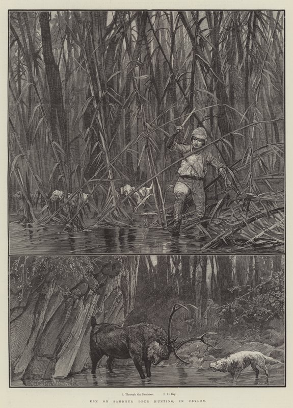 Hirvi tai Sambhur Deer Hunting, Ceylonissa tekijältä Richard Caton Woodville junior