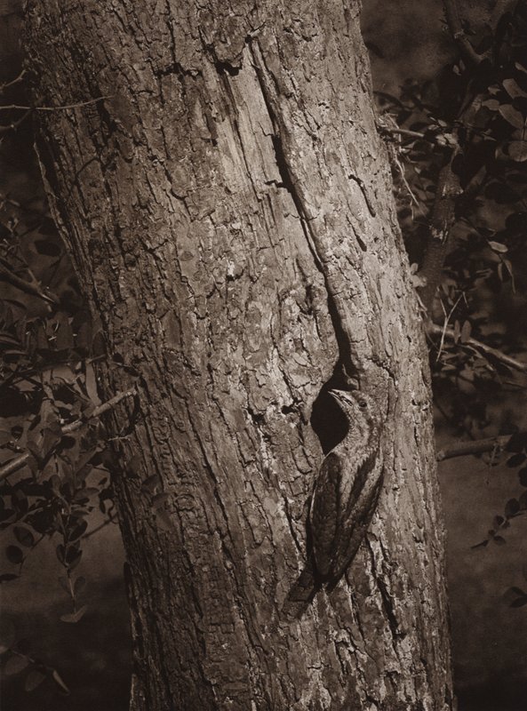 Wryneck pesimäreiässä (m/w kuva) tekijältä Richard and Cherry Kearton
