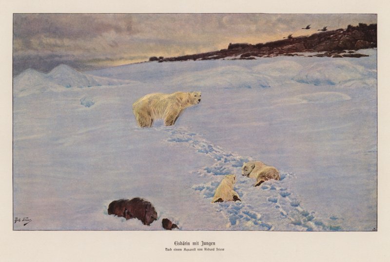 Jääkarhu ja pennut (värilitografia) tekijältä Richard Friese