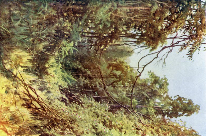 Forest Glade tekijältä Robert George Talbot Kelly