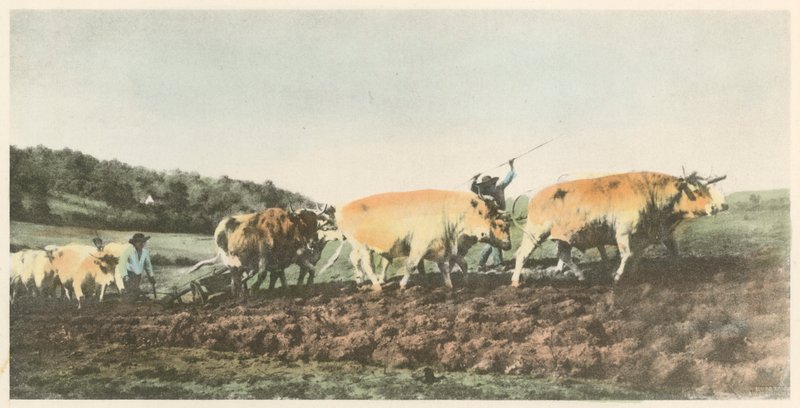 Kyntö Nivernaisissa tekijältä Rosa Bonheur