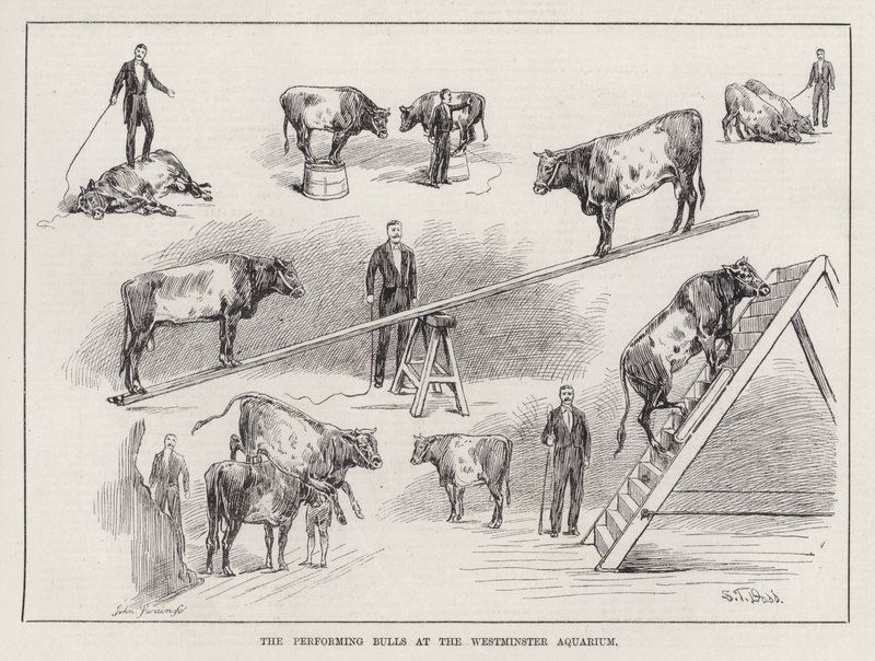 The Performing Bulls at the Westminster Aquarium (kaiverrus) tekijältä S. T. Dadd