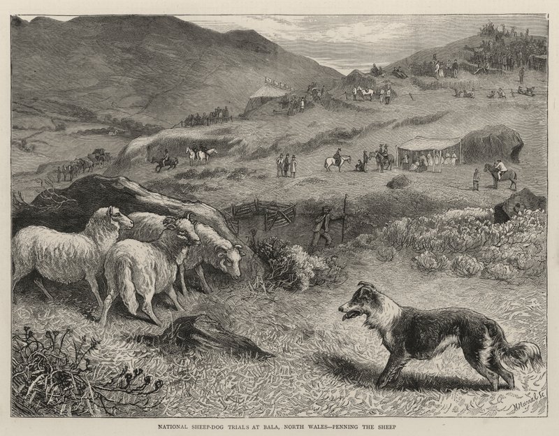 Kansalliset lammaskoirakokeet Balassa, Pohjois-Walesissa, Penning the Sheep tekijältä Samuel Edmund Waller