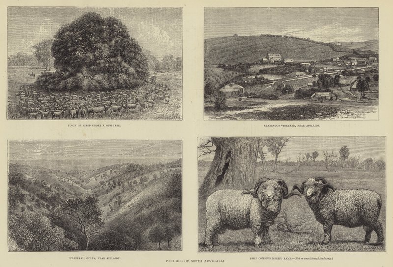Kuvia Etelä-Australiasta tekijältä Samuel Edmund Waller