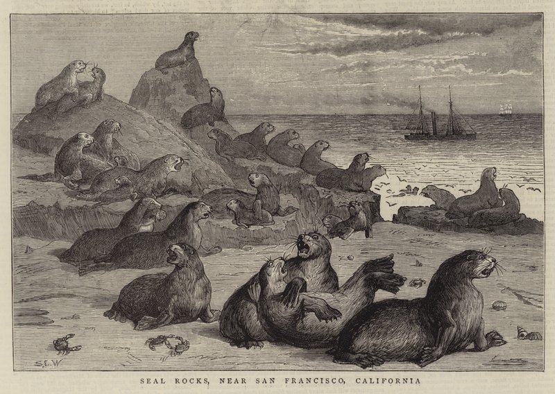 Seal Rocks, lähellä San Franciscoa, Kaliforniassa tekijältä Samuel Edmund Waller