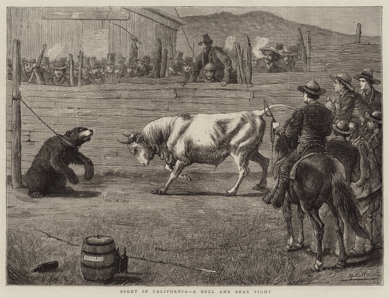 Urheilu Kaliforniassa, härkä- ja karhutaistelu tekijältä Samuel Edmund Waller